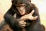 What We Can Learn about Biophilia from Bonobos